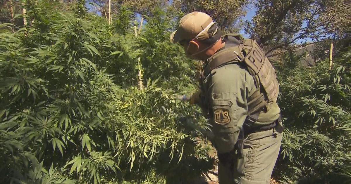 加州国家森林内非法种植大麻情况日益严重