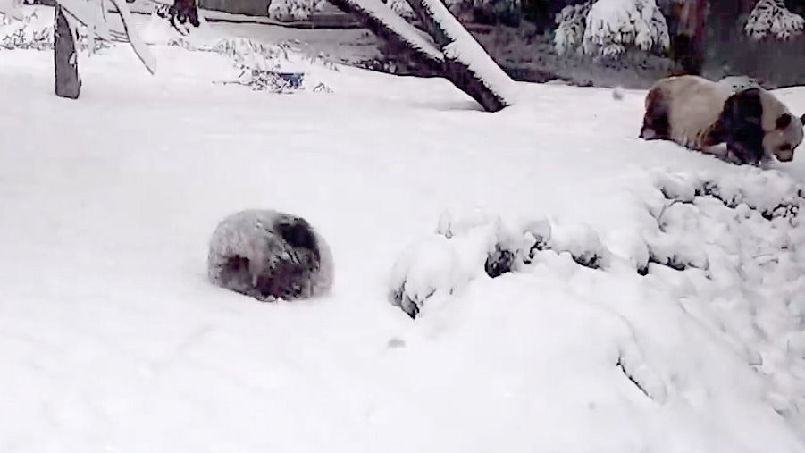 华盛顿新年大雪 熊猫宝宝“小奇迹”滚滚来袭