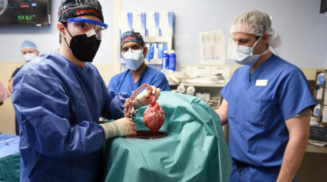 全球首例！人类首次接受转基因猪心脏移植手术，术后状况良好