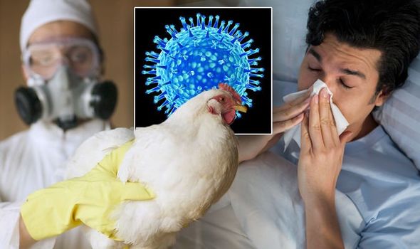 美国5年来首次出现禽流感病例 禽类如何将病毒传染给人类？