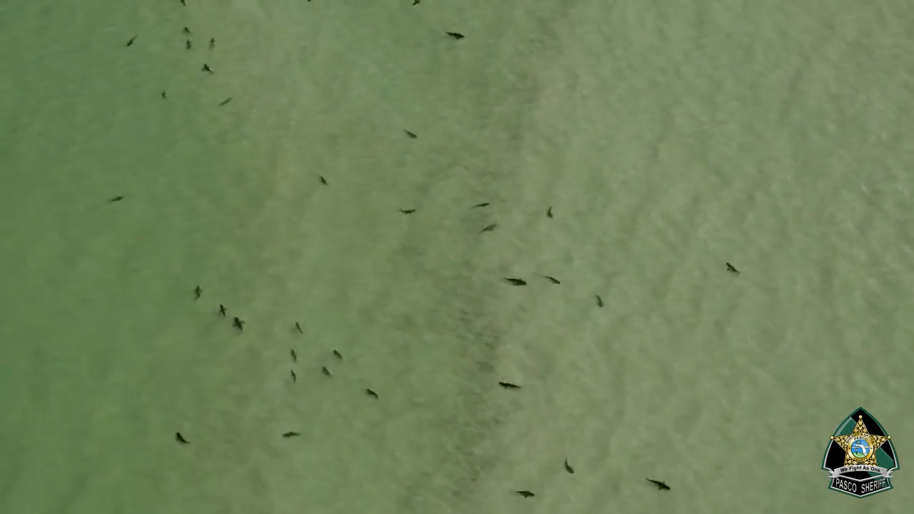 佛罗里达州海岸惊现数百只鲨鱼 警方发布鲨鱼警告