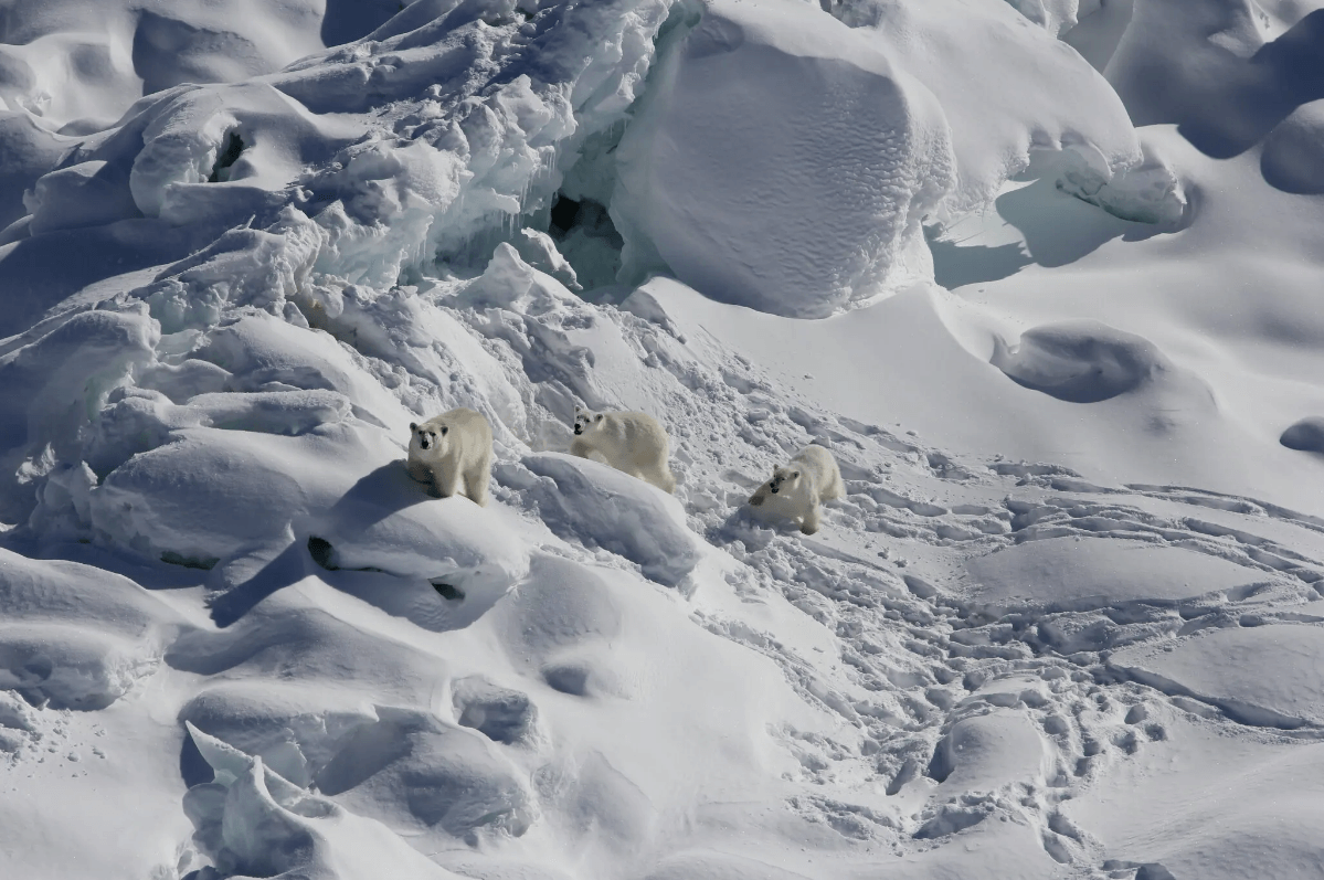 科学家最新发现 北极熊可以适应海冰减少的生存环境