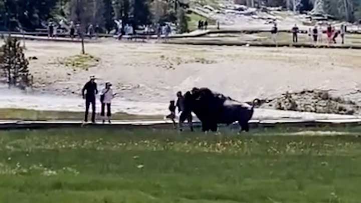 黄石公园游客带孩子靠近野牛遭野牛攻击