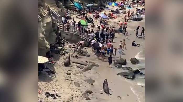 圣地亚哥海滩海狮发脾气 怒逐游客