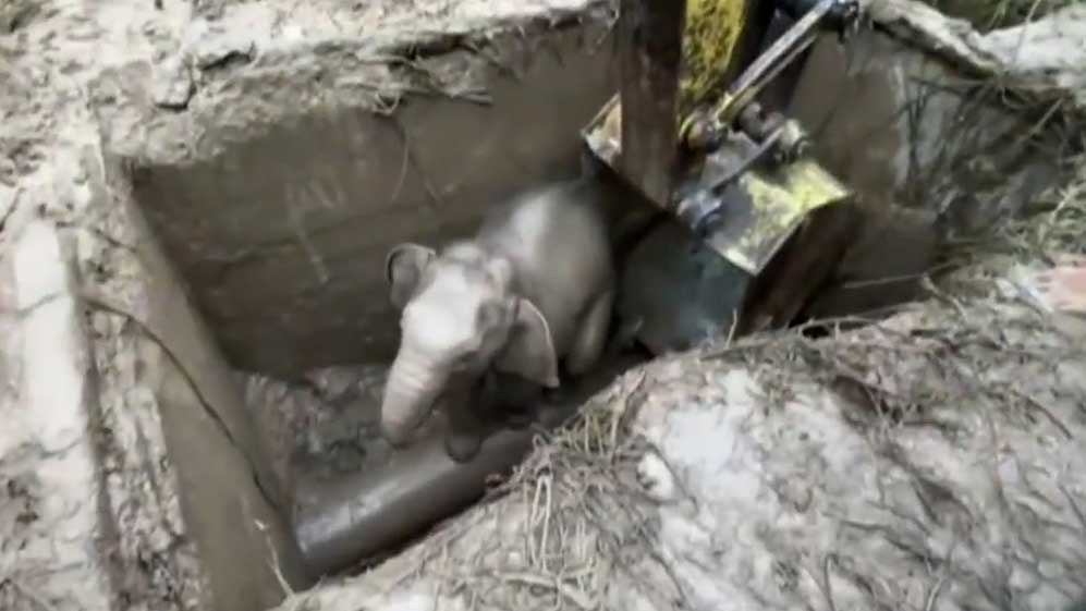 大象母子掉入水沟 |  现场营救视频