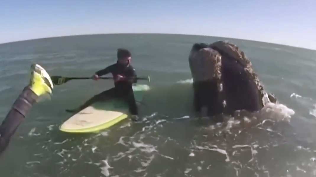 奇遇！浆板冲浪爱好者偶遇12头鲸鱼一起玩水