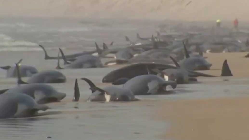 230头鲸鱼搁浅在澳大利亚海滩塔斯马尼亚岛