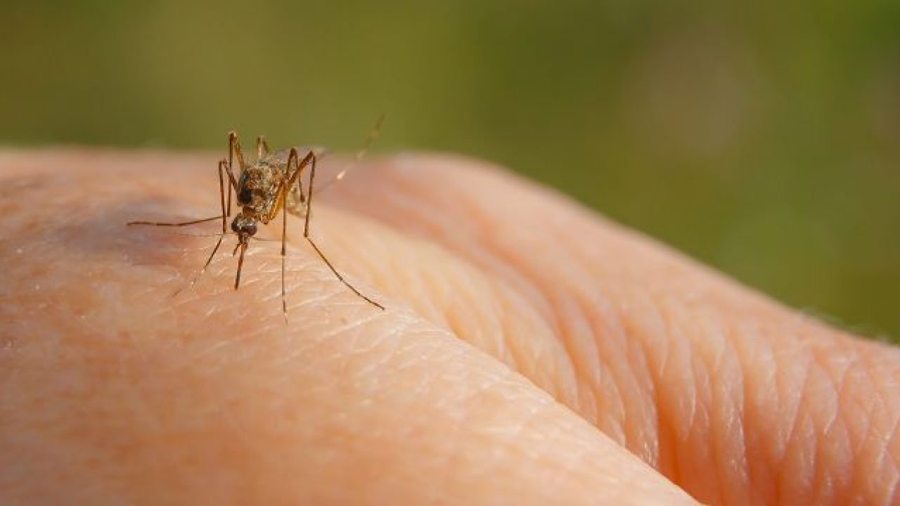 南加蚊虫肆虐 CDC提醒安全使用注册驱虫剂