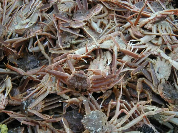 因雪蟹数量减少 阿拉斯加取消了今年的雪蟹季