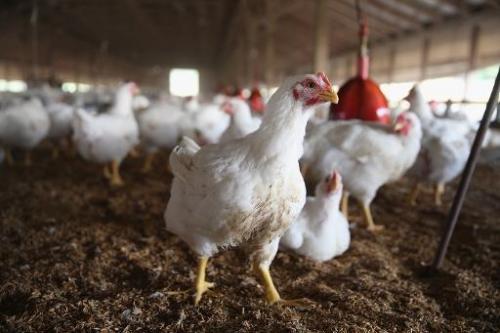 日本九州出现第2例禽流感 扑杀16万只鸡