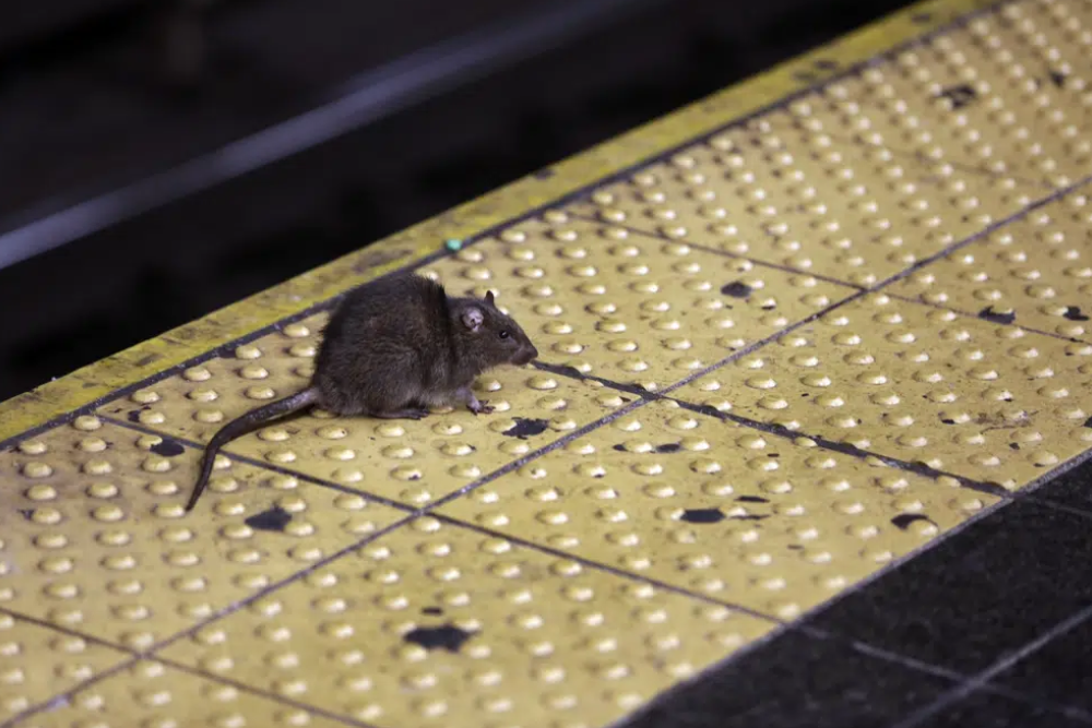 热衷捕鼠的纽约市长因为自家鼠患问题被罚款