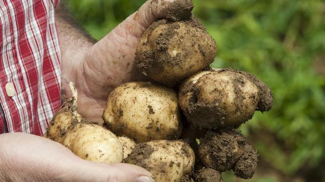 吃土豆会诱发糖尿病？应该怎么吃？