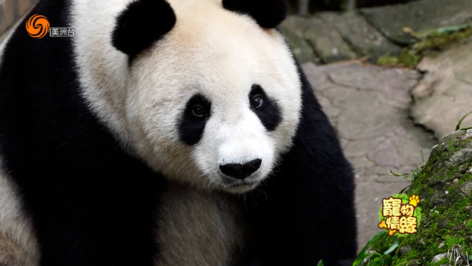 圣地亚哥动物园里的大熊猫