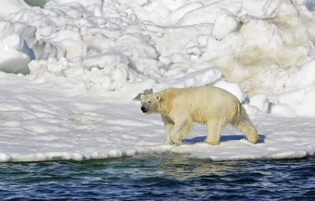一对年轻母子遭到北极熊袭击死亡 孩子仅一岁