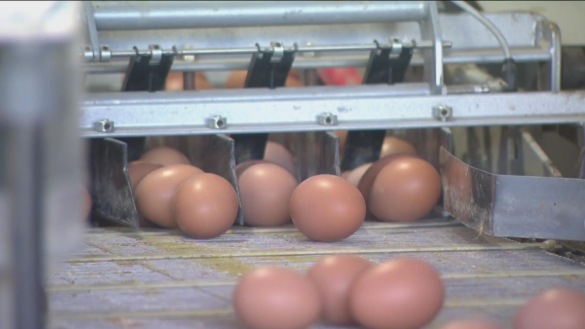鸡蛋价格飙升！美国人跨境墨西哥购买鸡蛋