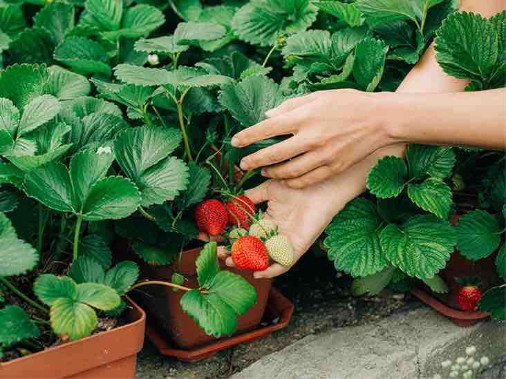 这个春天一起摘草莓吧 | Chino Hills