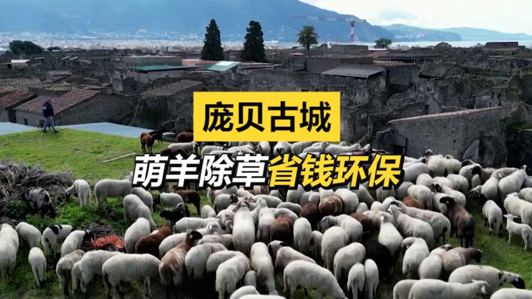 庞贝古城：萌羊除草省钱环保