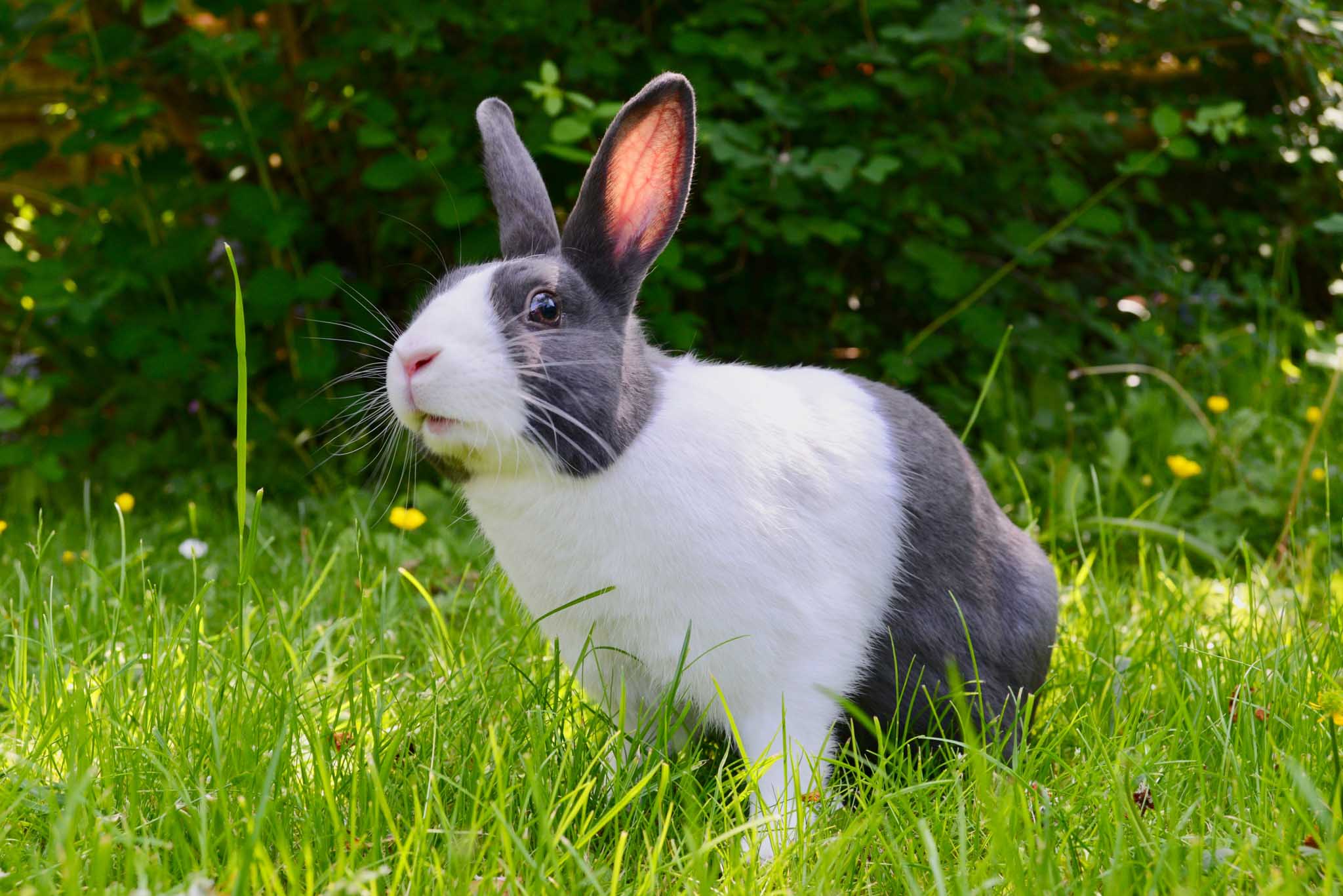 复活节来临 救援组织敦促人们不要购买兔子作为礼物