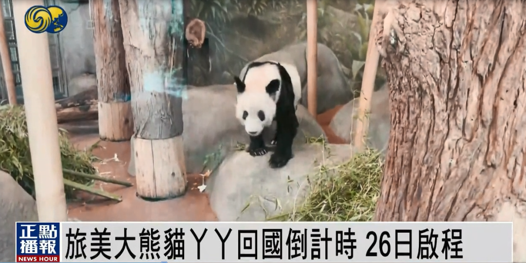 旅美大熊猫“丫丫”26日启程 27日下午抵上海