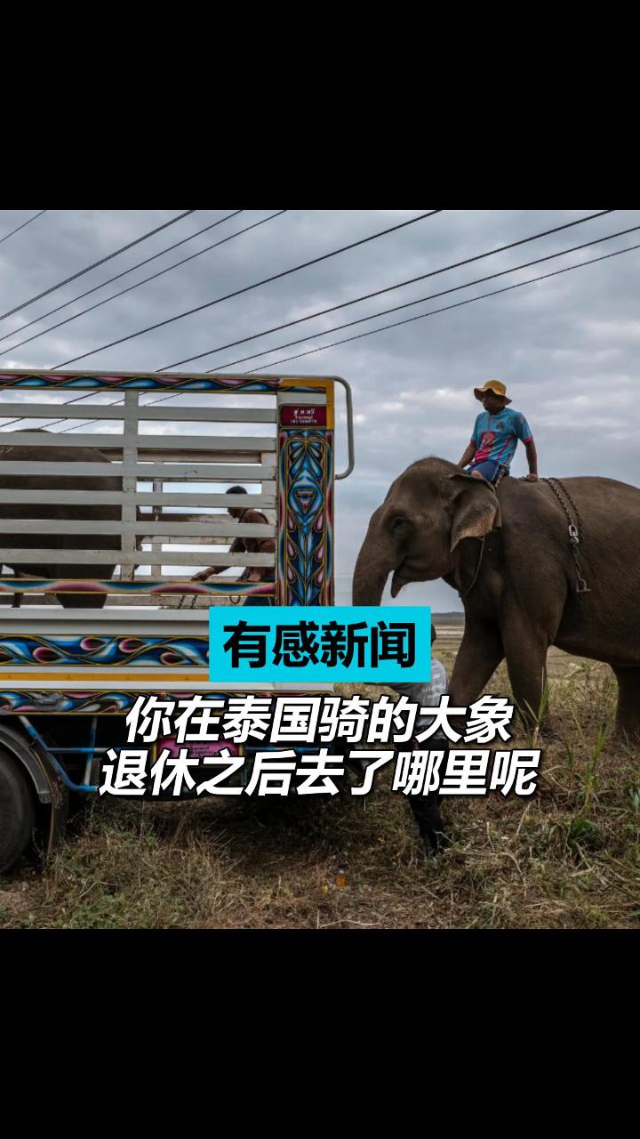 你在泰国骑的大象退休之后去了哪里呢？