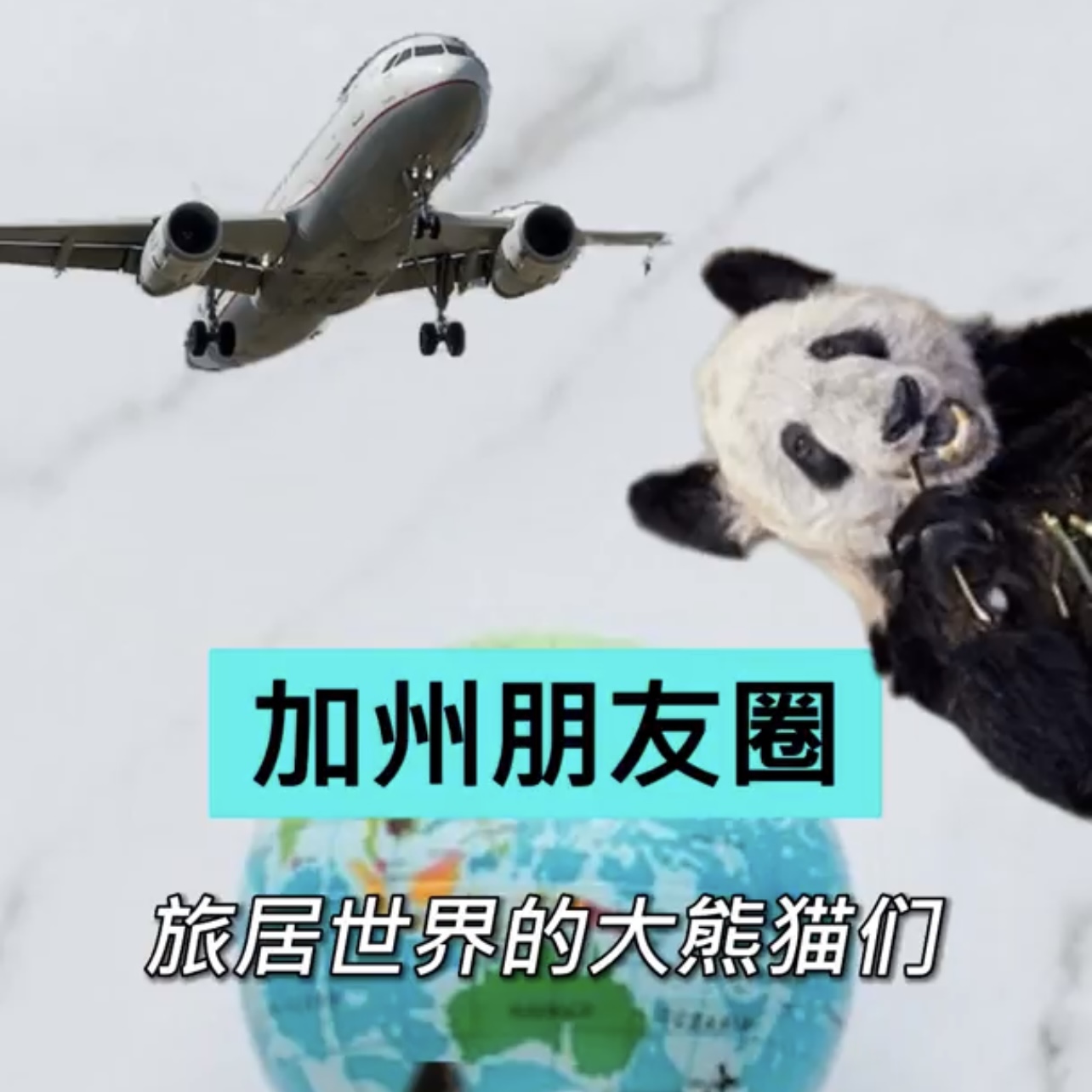  全球游历：近年的大熊猫使者们