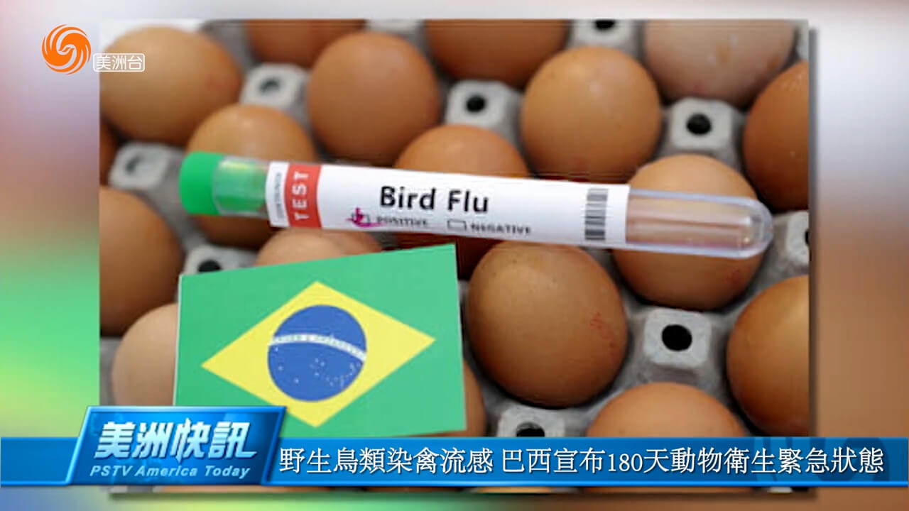 野生鸟类染禽流感 巴西宣布180天动物卫生紧急状态