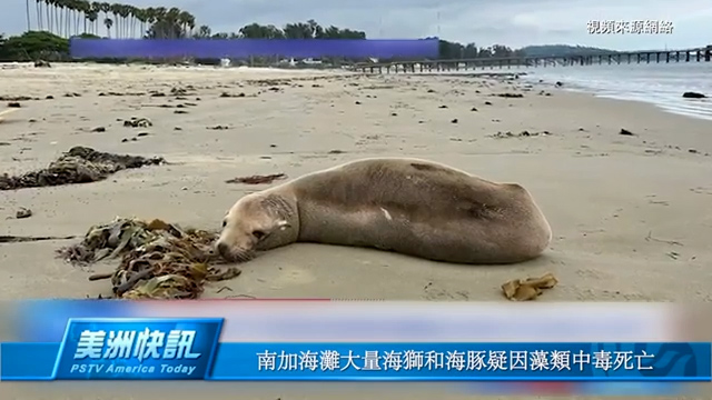 南加海滩大量海狮和海豚疑因藻类中毒死亡