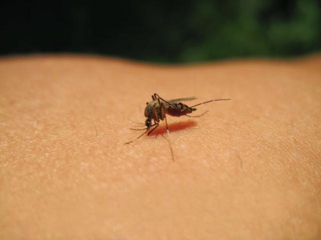 注意！美国发现携带致命病毒EEE的蚊子！死亡率33%