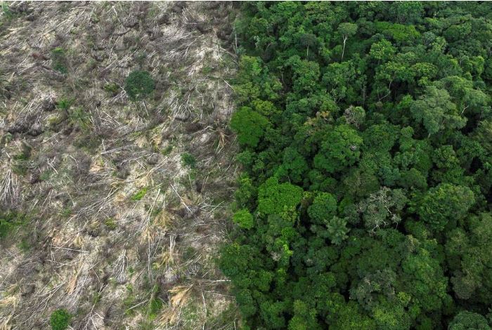 巴西亚马逊地区森林砍伐量下降34%
