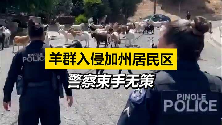 羊群入侵北加居民区 警察束手无措