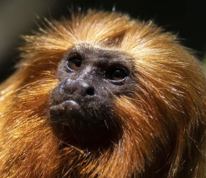 一度濒临灭绝的野生绢毛猴的种群数量已回升至约4800只