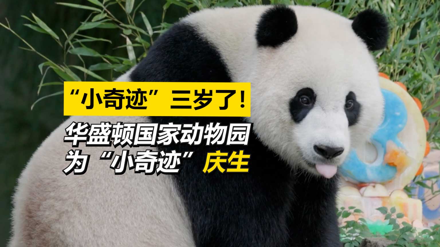 熊猫宝宝“小奇迹”三岁生日了！美国动物园为其庆生