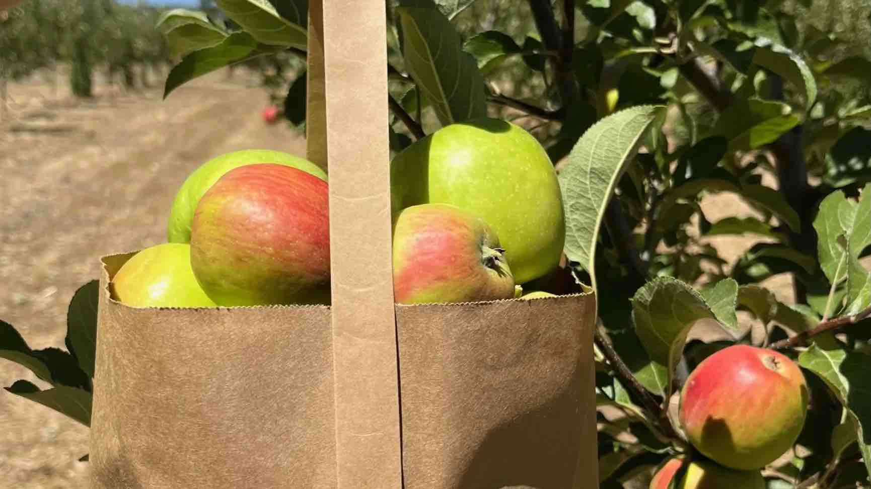 秋季活动最佳指南 | 南加州最值得一去的苹果采摘园