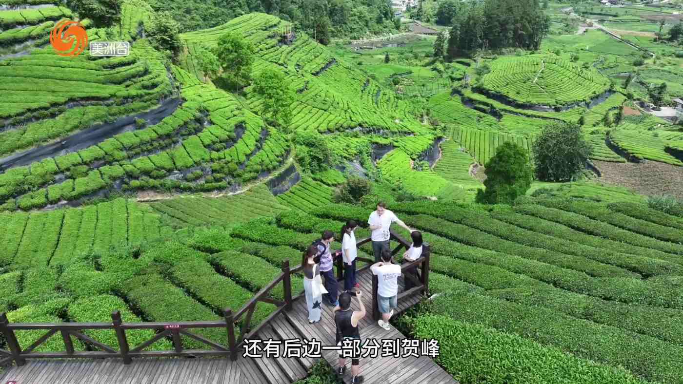 领略茶文化——美国人眼中的恩施